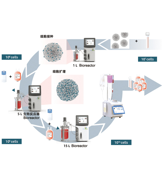 Functions of Glass Bioreactor