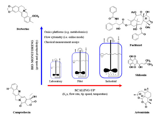 Exploring the Working Principle of Stainless Steel Bioreactor